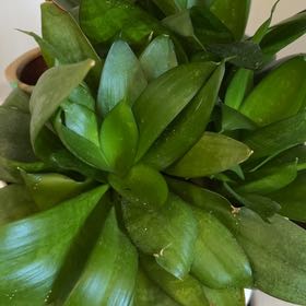 Photo of the plant species dwarf snake plant ocean star by @BuffBacopa58 named Diana on Greg, the plant care app