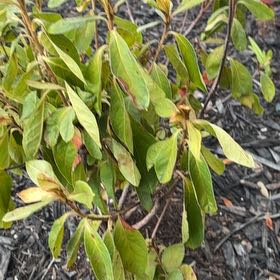 Photo of the plant species Azalea by @VehementBlueech named Surya on Greg, the plant care app