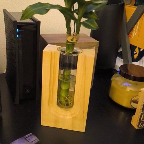 Photo of the plant species Bare Root Odyssey by @BusyTipa56 named McKinley on Greg, the plant care app