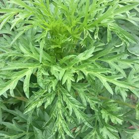 Photo of the plant species Annual Ragweed by @PetBeachrose14 named Treeyoncé on Greg, the plant care app