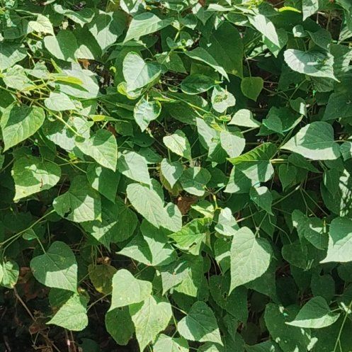 Photo of the plant species False Grape by @HopefulBabytoes named True Liar on Greg, the plant care app