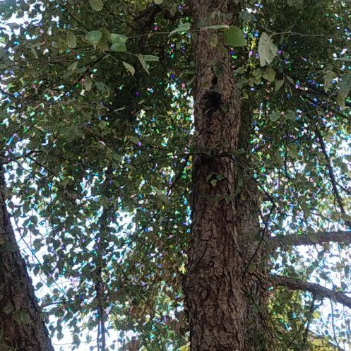 Photo of the plant species River Birch by @HopefulBabytoes named Shady Gaga on Greg, the plant care app