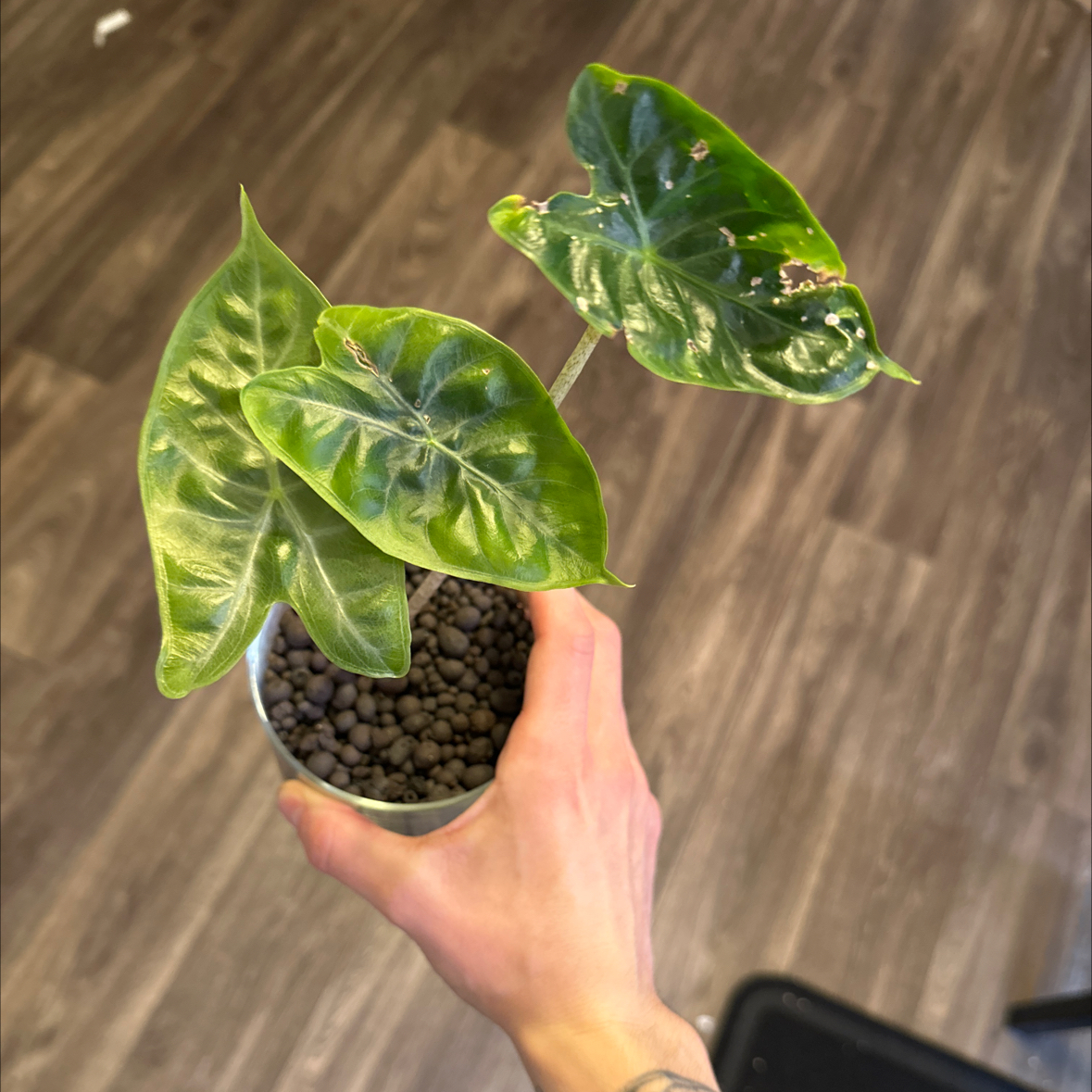 Photo of the plant species ivory coast by @SleekDuranta30 named Captain Plant-it on Greg, the plant care app
