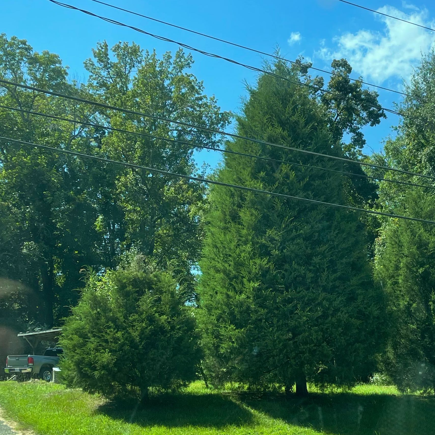Photo of the plant species Early Amethyst Beautyberry by @KineticCapsicum named Orlando Bloom on Greg, the plant care app