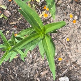 Photo of the plant species Swamp Milkweed by @YeahPhlox65 named Surya on Greg, the plant care app