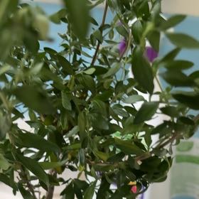 Photo of the plant species Japanese Snow Rose by @HotshotCat named Rosy on Greg, the plant care app