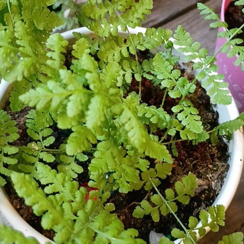 Photo of the plant species Brittle Bladder-Fern by @ChicIvygourd83 named Scarlett on Greg, the plant care app