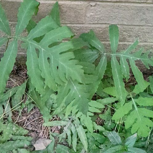 Photo of the plant species Sensitive Fern by @ChicIvygourd83 named Sir Plancelot on Greg, the plant care app