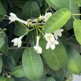 Photo of the plant species Japanese Pagoda Tree by @LeadingSedge11 named Surya on Greg, the plant care app