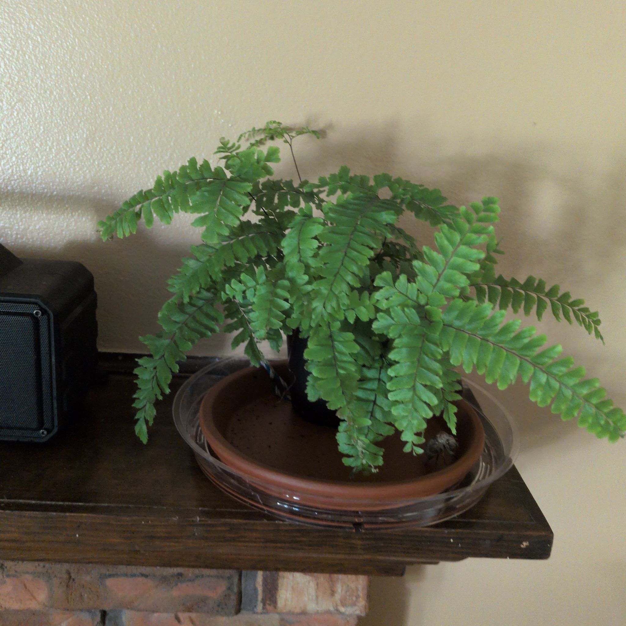 Photo of the plant species Bronze Venus Maidenhair Fern by @IdealFantasy58 named Mando on Greg, the plant care app