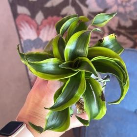 Photo of the plant species Lemon Surprise Dracaena by @KeyKaro65 named Winston on Greg, the plant care app
