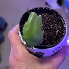 Photo of the plant species Mini Monstera Albo by @KeyKaro65 named Hemingway on Greg, the plant care app