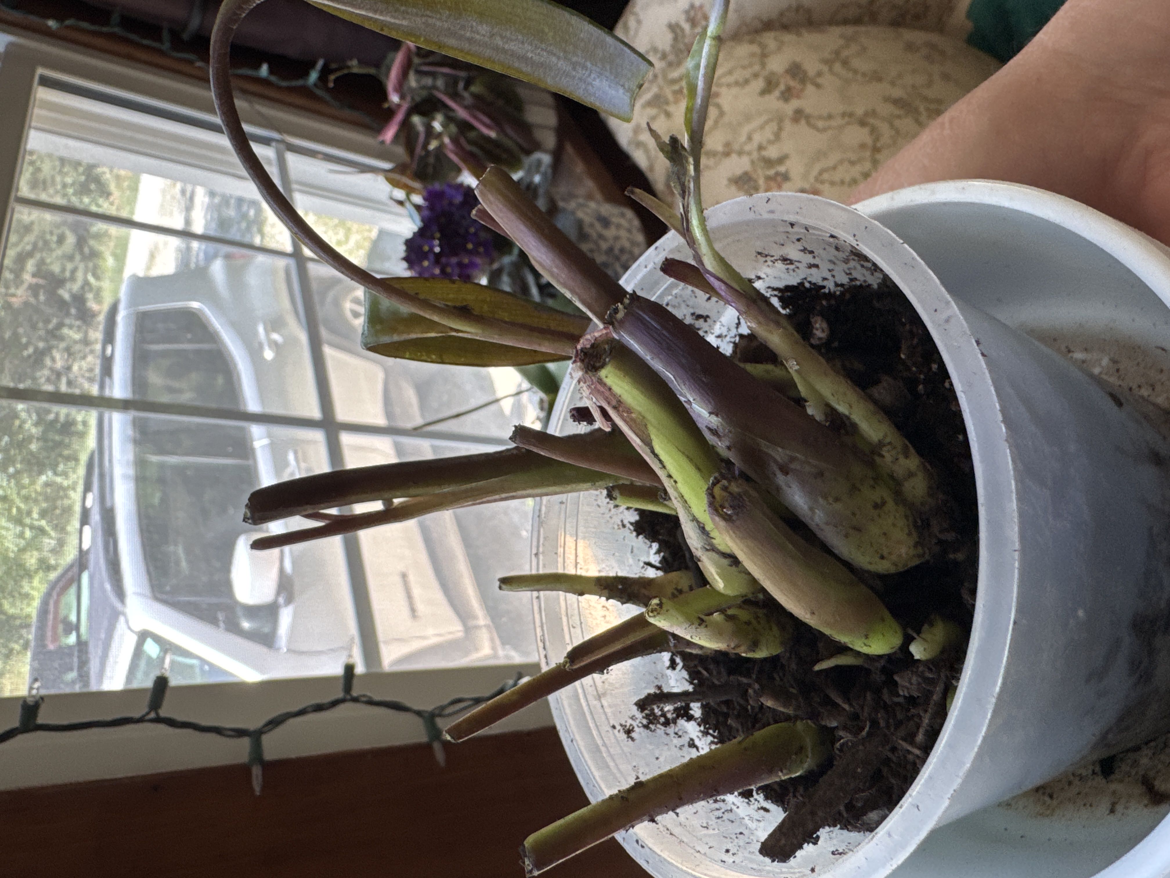 Photo from the post