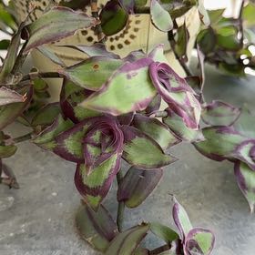 Photo of the plant species Dragon's Tail by @KeyKaro65 named ChloroPhil on Greg, the plant care app