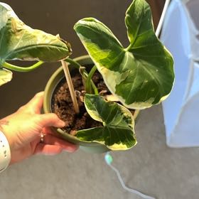 Photo of the plant species Mickey Mouse Alocasia by @KeyKaro65 named Plato on Greg, the plant care app