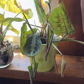 Photo of the plant species Red prayer plant by @KeyKaro65 named Zion on Greg, the plant care app
