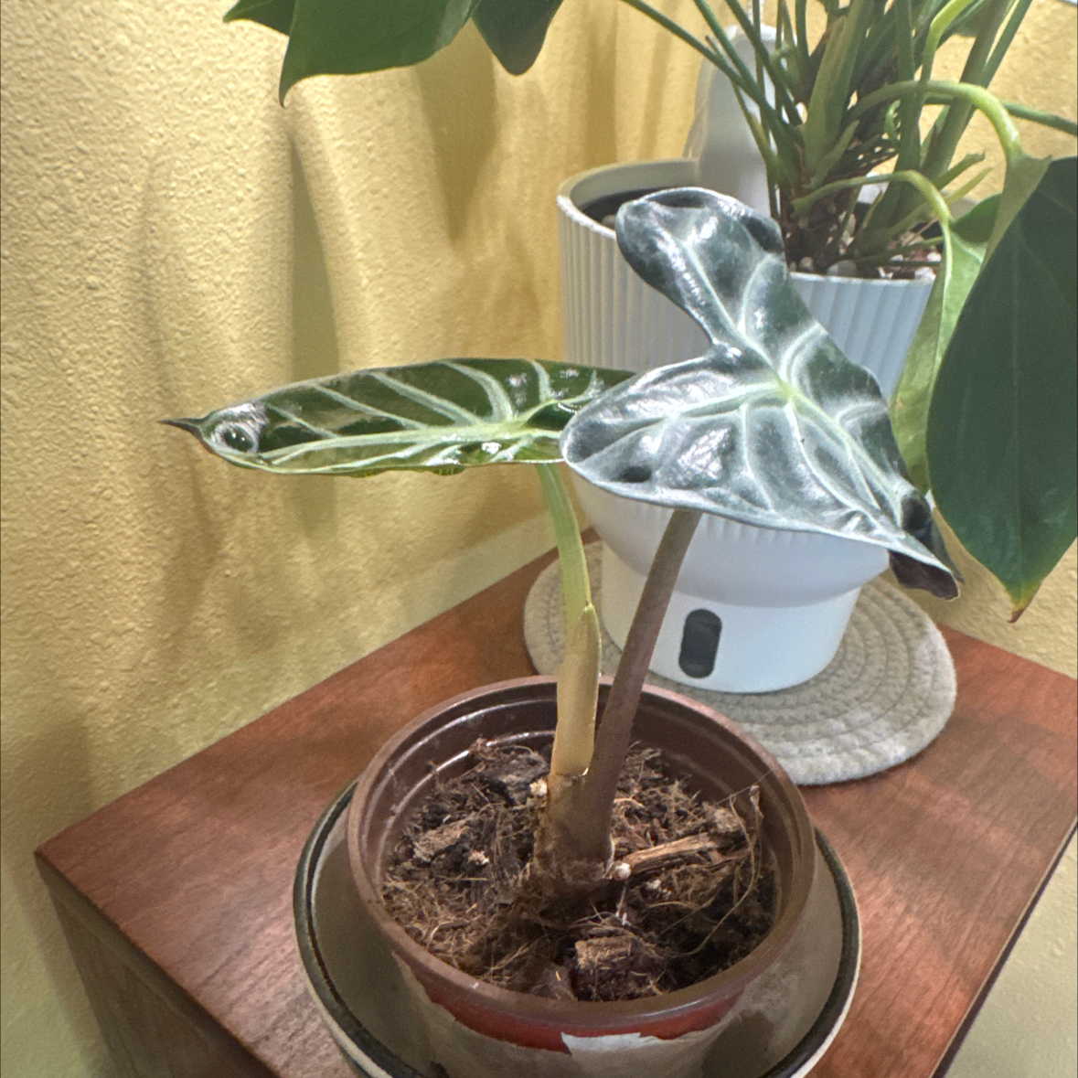 Photo of the plant species Alocasia by @KeyKaro65 named Oscar on Greg, the plant care app