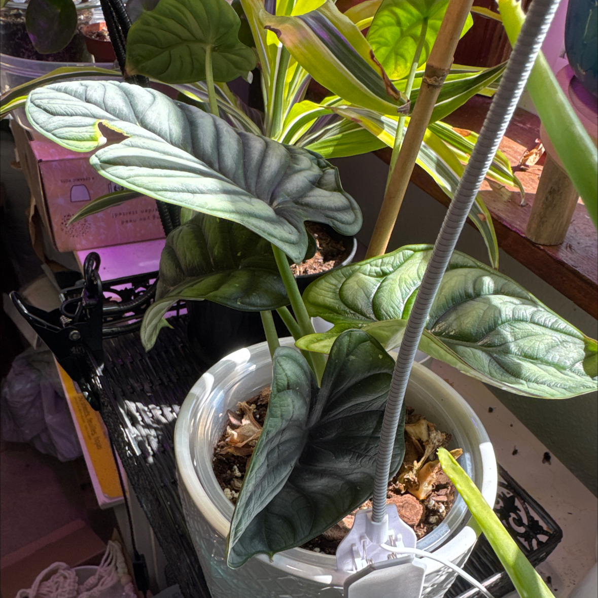 Sproutacus