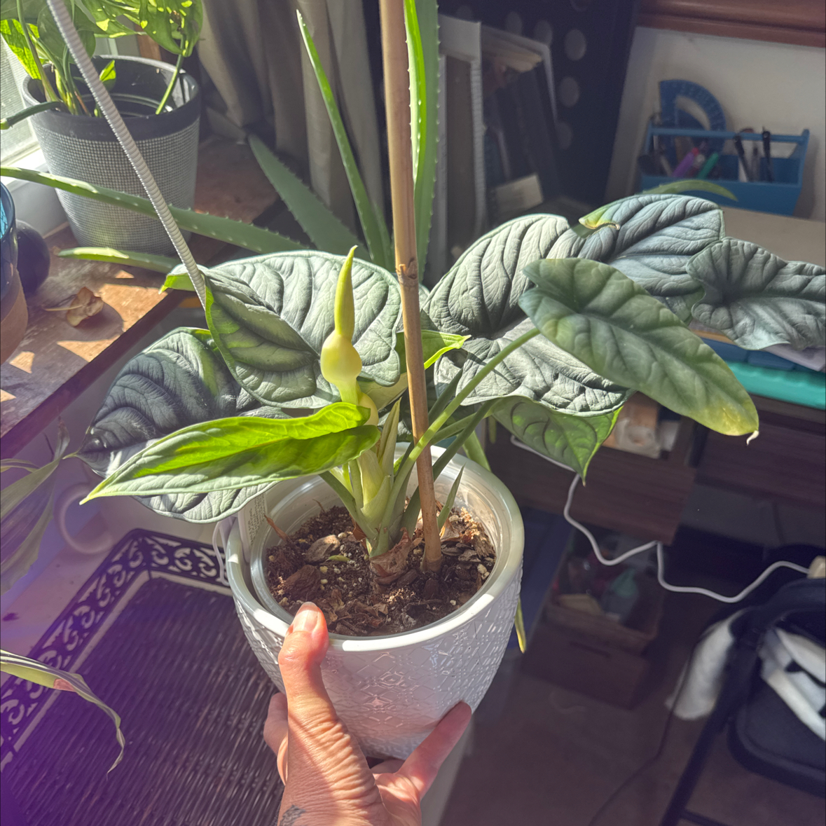 Sproutacus