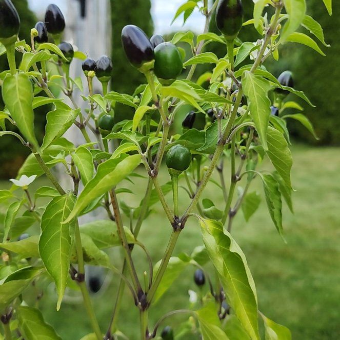 Photo of the plant species Tepin Pepper by @SirCalathea50 named Gaga on Greg, the plant care app