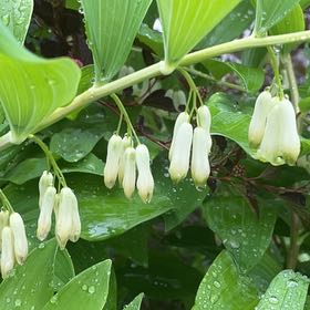 Photo of the plant species Common Solomon's Seal by @ZestyKeylime74 named Messi on Greg, the plant care app