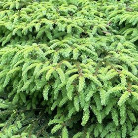 Photo of the plant species Black Spruce by @ZestyKeylime74 named Girlfrond on Greg, the plant care app