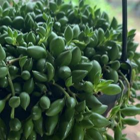 Photo of the plant species Raindrops by @HeroCornbind49 named Kendall on Greg, the plant care app