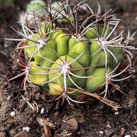 Photo of the plant species Queen of the Night by @SwellSagebush18 named Naomi on Greg, the plant care app