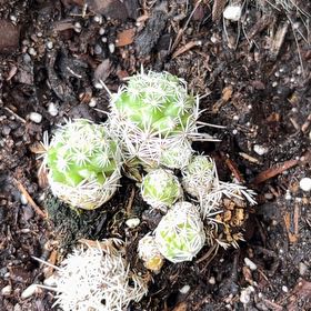 Photo of the plant species Rhinoceros Cactus by @SwellSagebush18 named Kobe on Greg, the plant care app