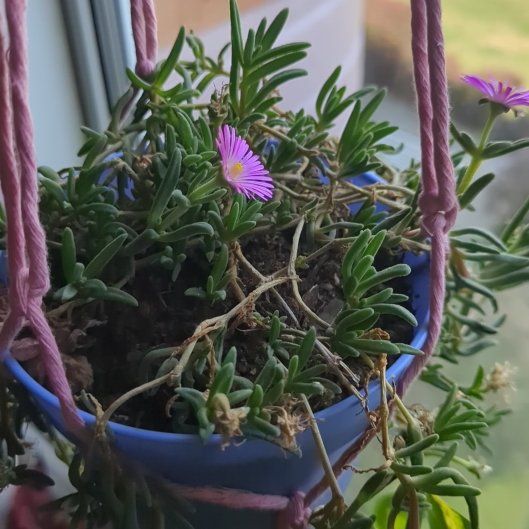Photo of the plant species Delosperma 'Ocean Sunset Violet' by @MiamiVibes named Maya on Greg, the plant care app