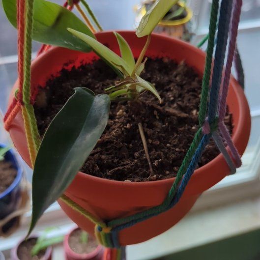 Photo of the plant species Florida Green Philodendron by @MiamiVibes named Denali on Greg, the plant care app