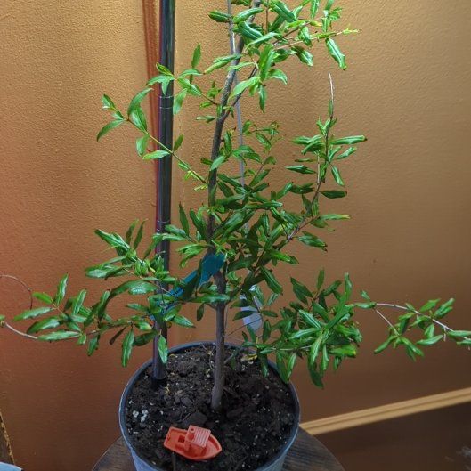 Photo of the plant species Russian Pomegranate by @MiamiVibes named Gobi on Greg, the plant care app