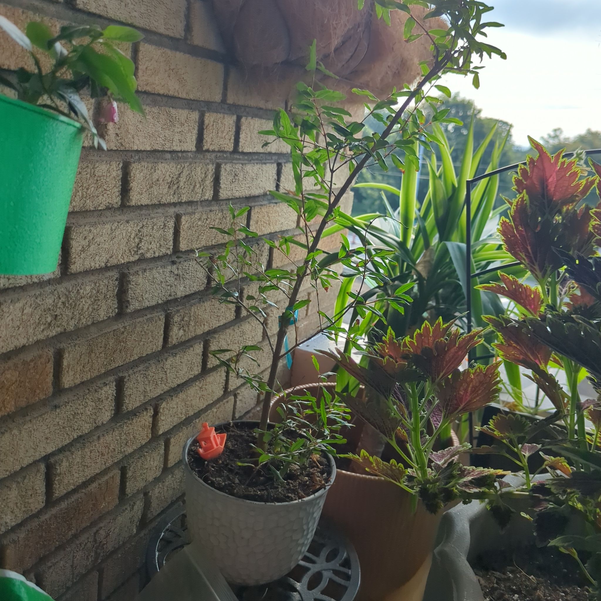 Photo of the plant species Russian Pomegranate by @MiamiVibes named Gobi on Greg, the plant care app
