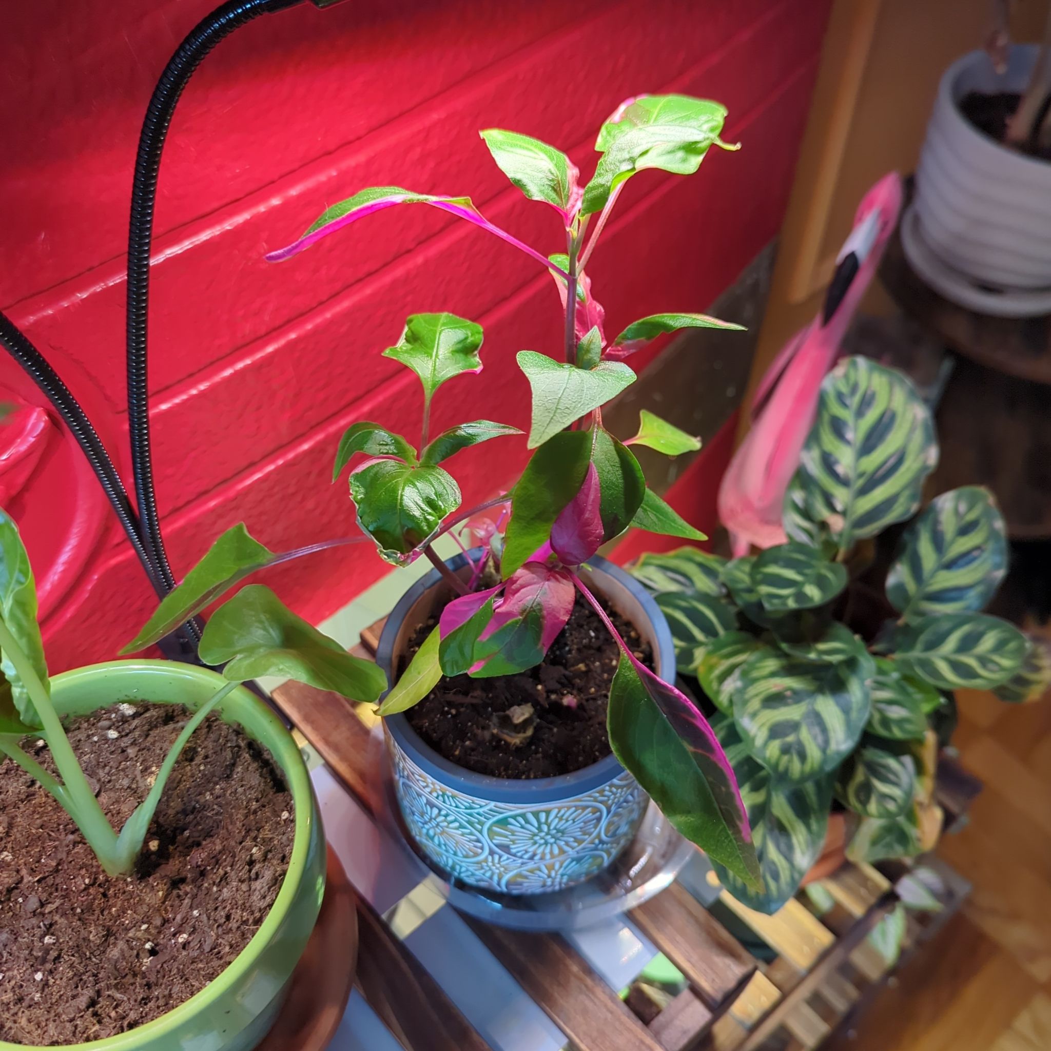 Photo of the plant species Joseph's Coat 'Partytime' by @MiamiVibes named Fernie Mac on Greg, the plant care app