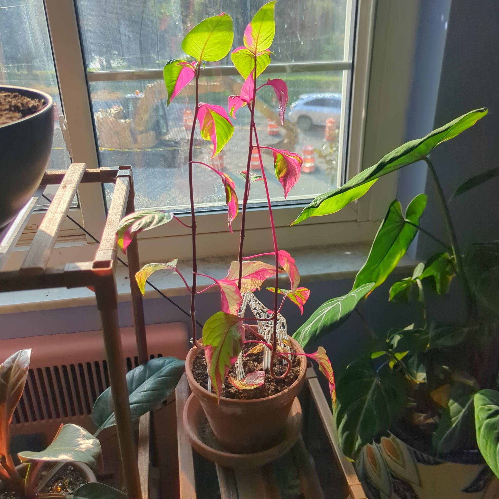Photo of the plant species Joseph's Coat 'Partytime' by @MiamiVibes named Fernie Mac on Greg, the plant care app