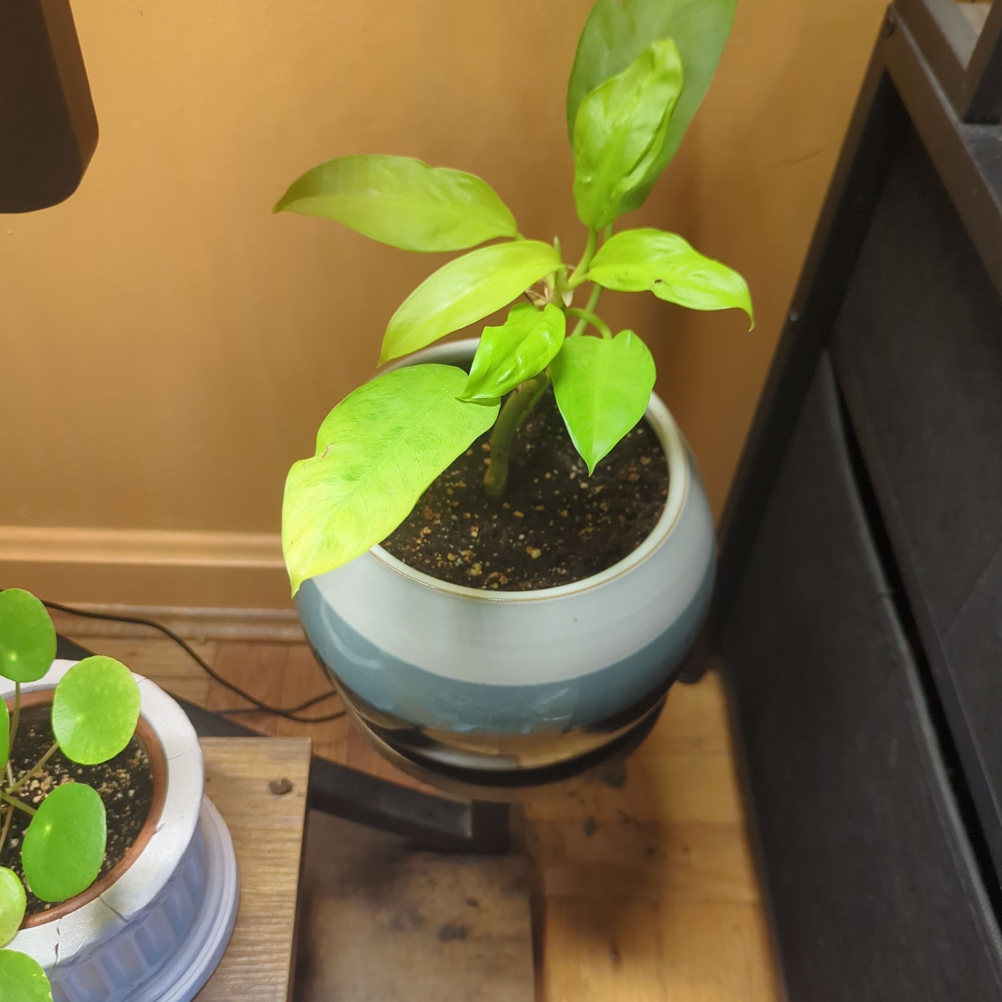 Photo of the plant species Philodendron 'Thai Sunrise' by @MiamiVibes named Bella on Greg, the plant care app