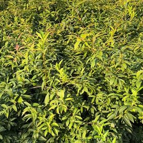 Photo of the plant species Laurel Sumac by @LuckyAmurcherry named Gaga on Greg, the plant care app