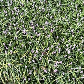 Photo of the plant species Common Bluebell by @LuckyAmurcherry named Sol on Greg, the plant care app