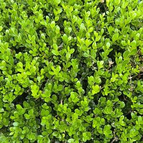 Photo of the plant species Kinnikinnick by @LuckyAmurcherry named Shakira on Greg, the plant care app