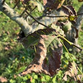 Photo of the plant species Chinkapin Oak by @LuckyAmurcherry named Foxxy on Greg, the plant care app