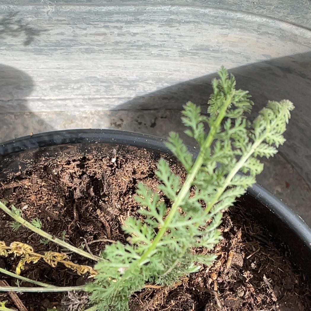 Photo of the plant species Fernleaf Lavender by @LuckyAmurcherry named Xena on Greg, the plant care app