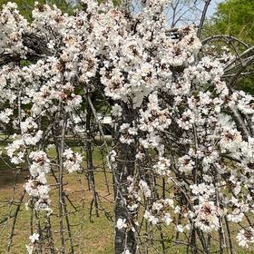 Photo of the plant species Mexican Plum by @LuckyAmurcherry named McKinley on Greg, the plant care app