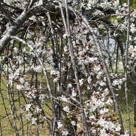 Photo of the plant species Mexican Plum by @LuckyAmurcherry named Kardashian on Greg, the plant care app