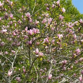 Photo of the plant species Pink Azalea by @LuckyAmurcherry named Bruce Lee on Greg, the plant care app