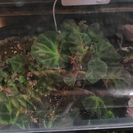 Photo of the plant species Begonia Variegated by @AngelOnion16 named ChloroPhil on Greg, the plant care app