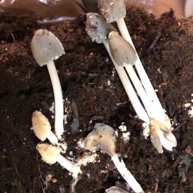 Photo of the plant species Indian Pipe by @AnewMugwort64 named Stella on Greg, the plant care app