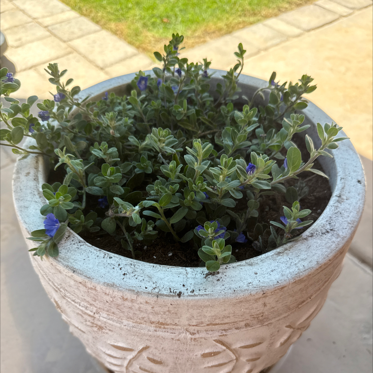 Photo of the plant species Beach Bum Blue by @DeanTomato46 named Nemo on Greg, the plant care app