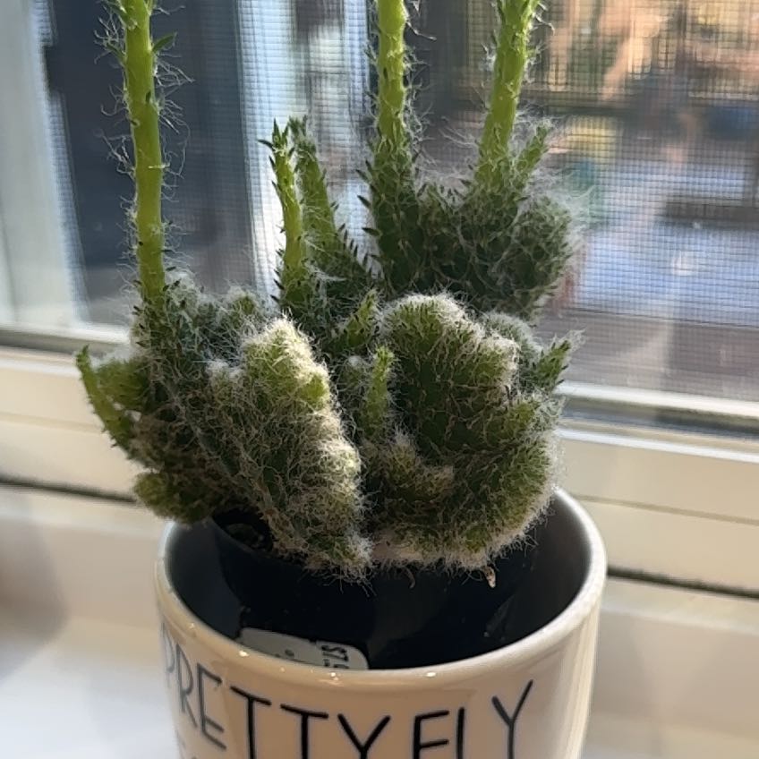 Photo of the plant species optunia cactus by @RootedPomelo14 named Foxxy on Greg, the plant care app
