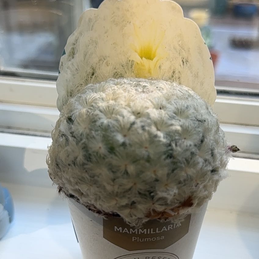 Photo of the plant species feather cactus by @RootedPomelo14 named Girlfrond on Greg, the plant care app