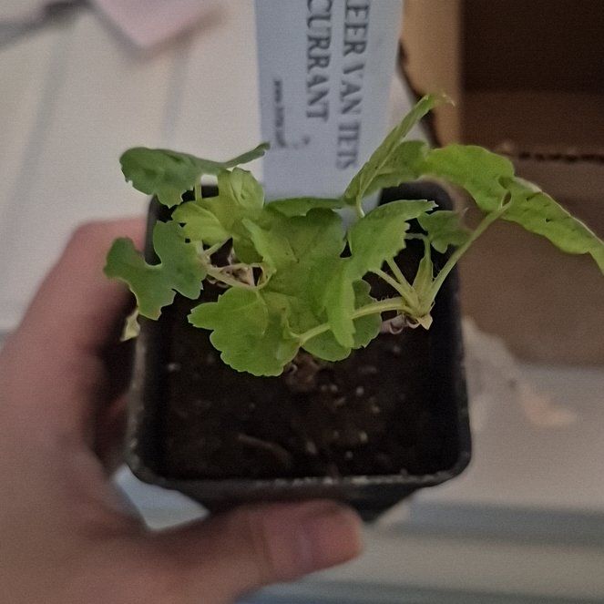 Photo of the plant species Red Currant by @JuicyPersia49 named Denali on Greg, the plant care app